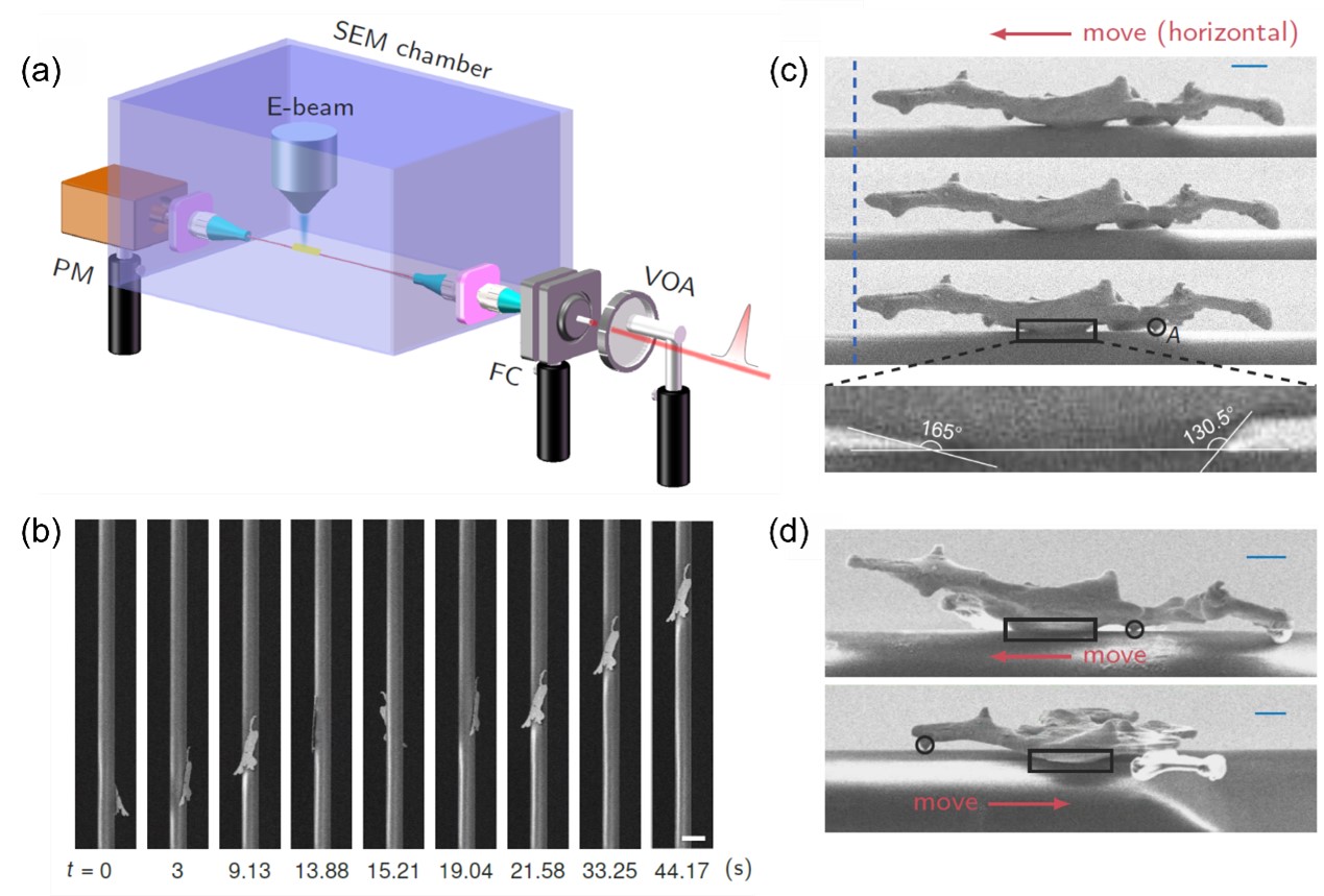 Experimental observations of a Sb2Te3 plate moving spirally around a microfiber. 